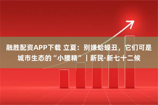 融胜配资APP下载 立夏：别嫌蛤蟆丑，它们可是城市生态的“小腰精”｜新民·新七十二候